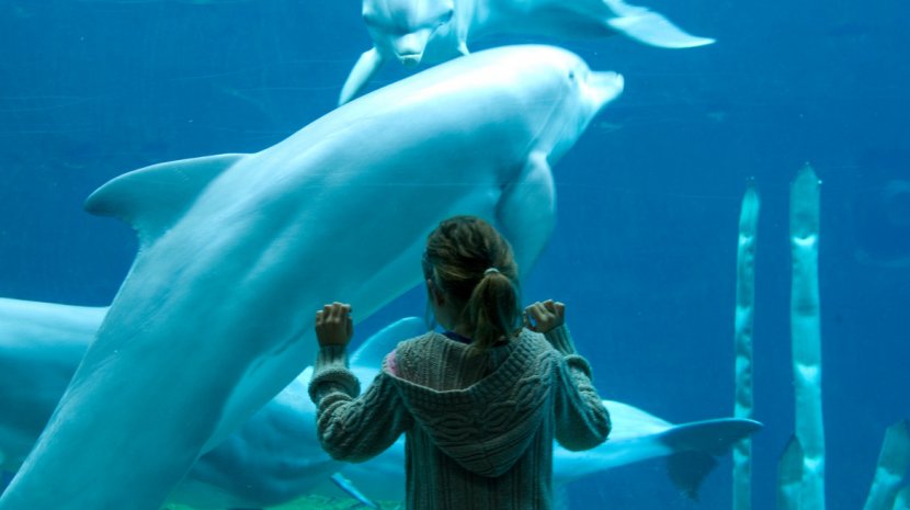 FamilyAction Tiergarten Delfine