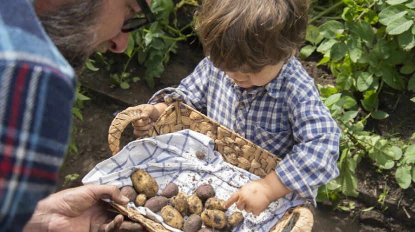 "GemüseAckerdemie" zeigt Kindern, wo ihr Essen eigentlich herkommt GemüseAckerdemie