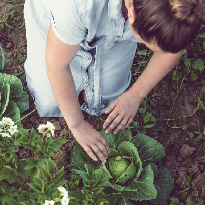 Junge Frau, die in einem selbst angebauten Gemüsegarten arbeitet Bioanbau