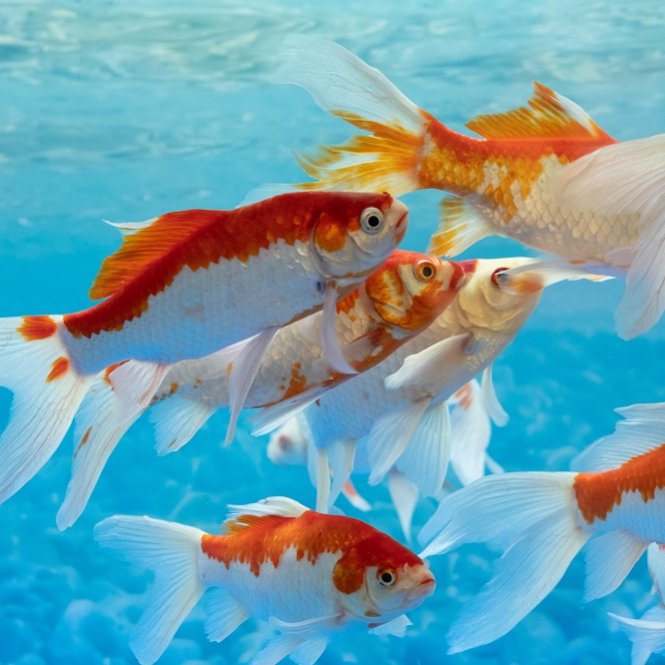 Goldfische Interzoo